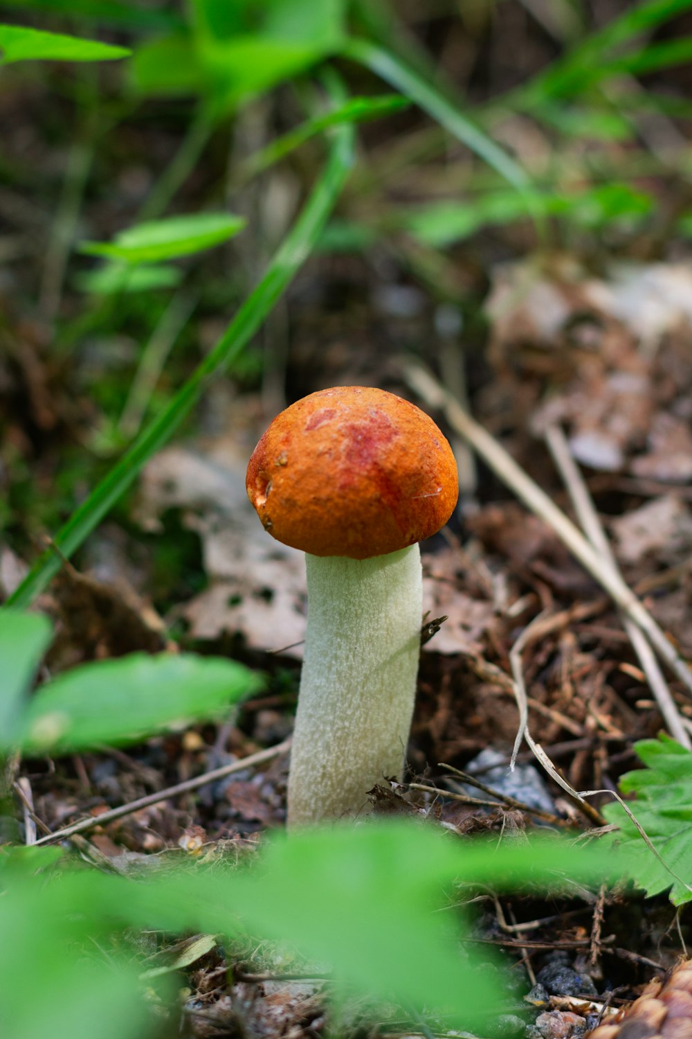 a small orange mushroom sitting on the ground