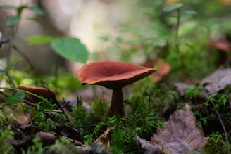 a close up of a mushroom on the ground