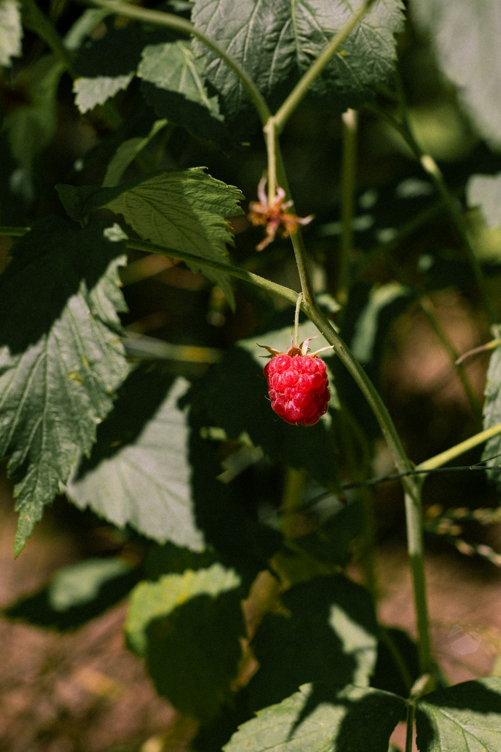 a close up of a plant with a berry on it