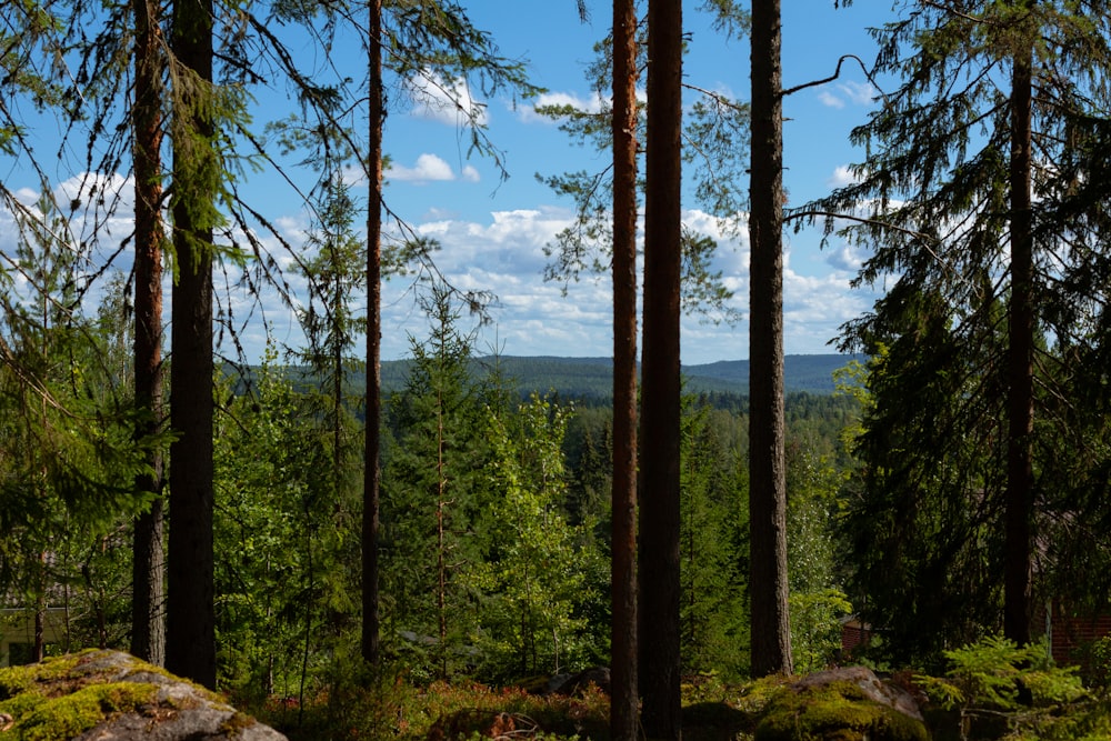 the view from the top of a hill in the woods