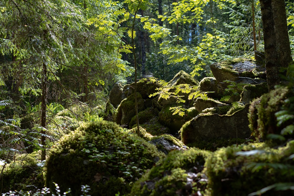 Un exuberante bosque verde lleno de muchos árboles