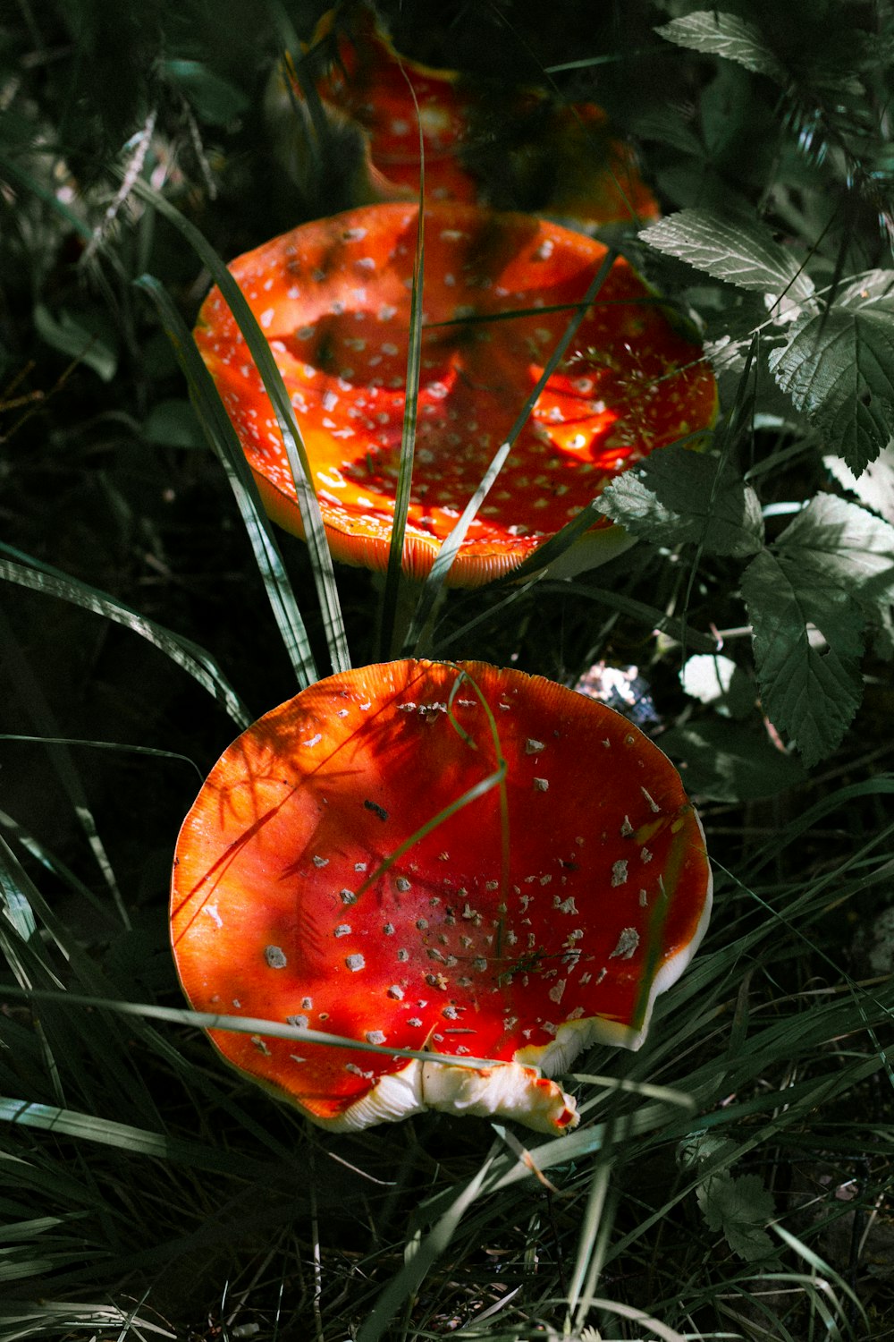 a couple of orange mushrooms sitting on top of a lush green field