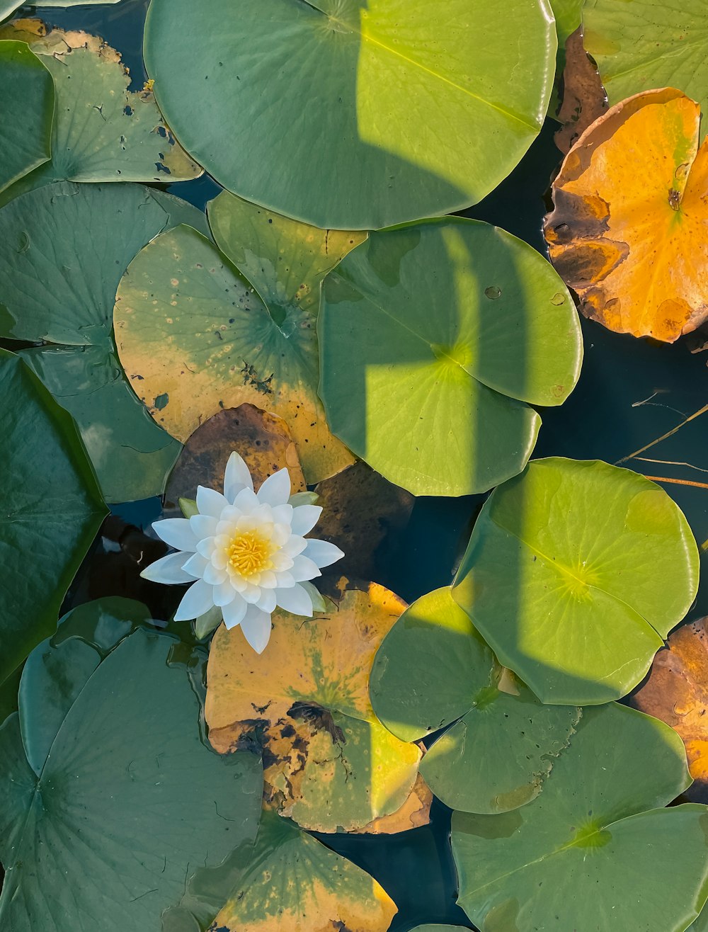 a white flower is floating in a pond