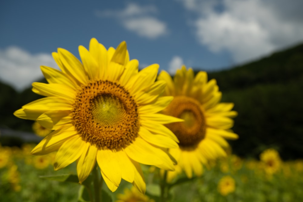 ein Sonnenblumenfeld mit blauem Himmel im Hintergrund