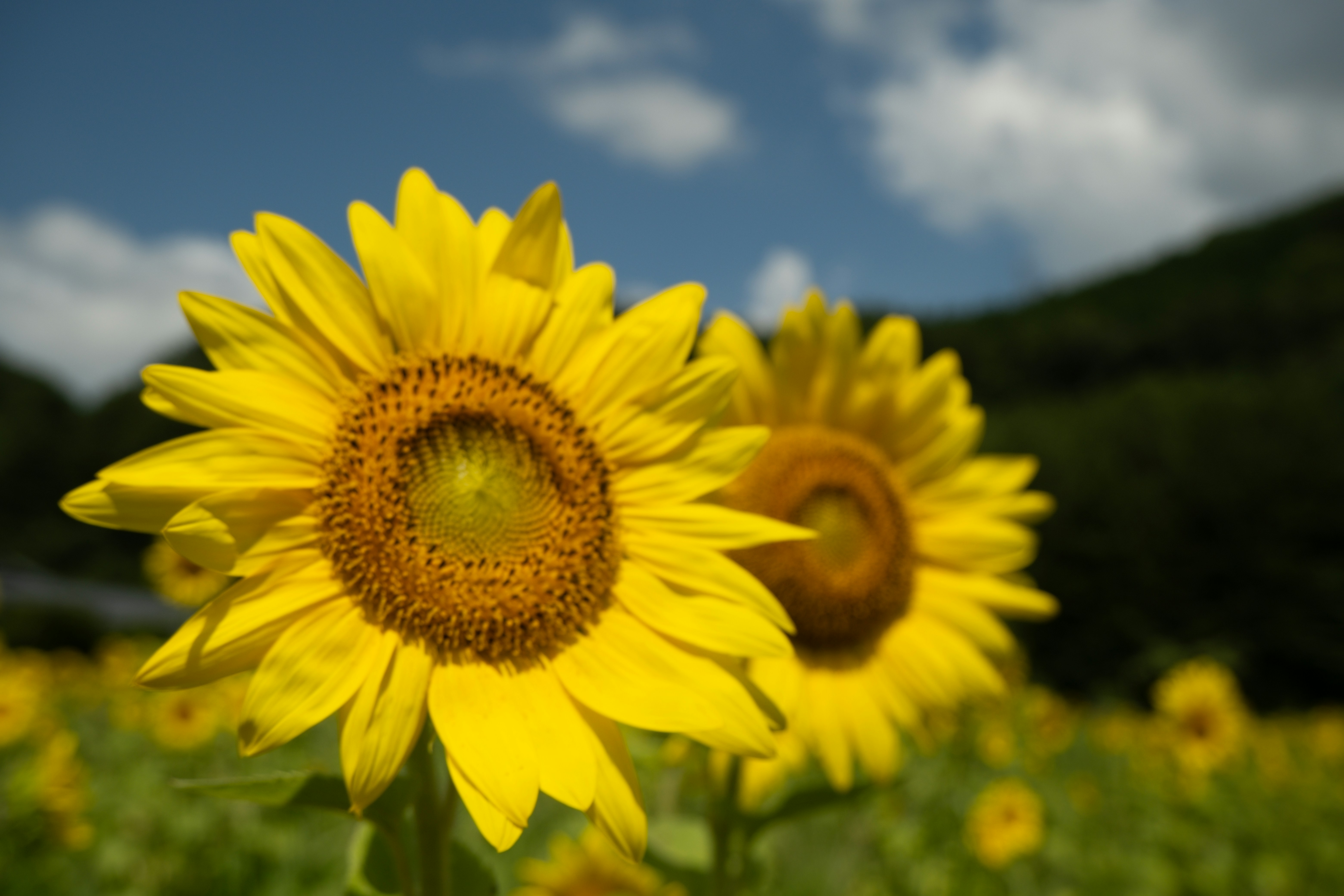 sunflowers