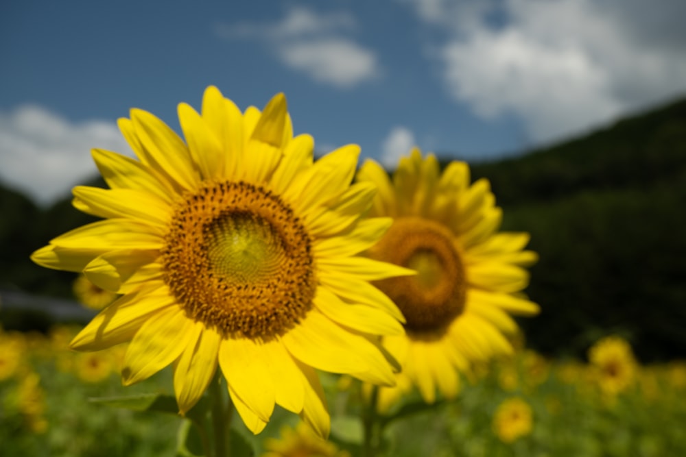 Un champ de tournesols avec un ciel bleu en arrière-plan