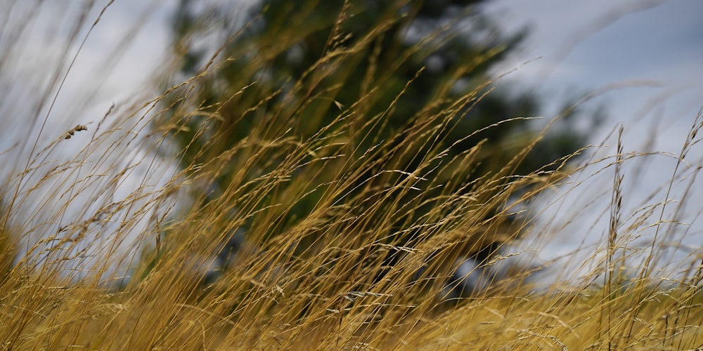 a field of tall grass with a tree in the background