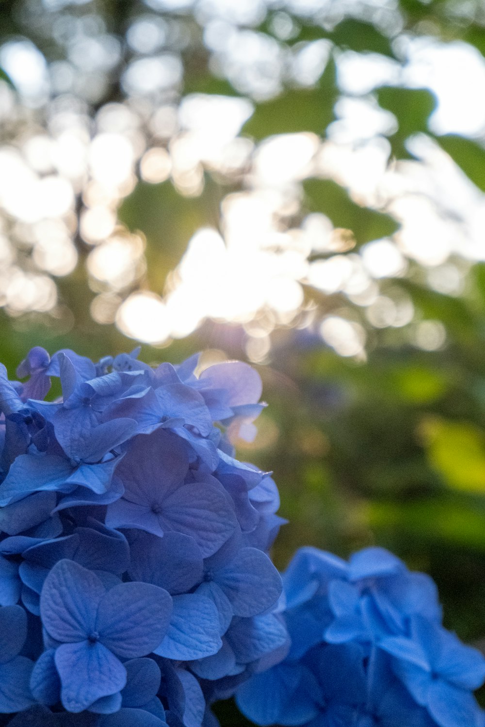 um close up de uma flor azul com um fundo desfocado