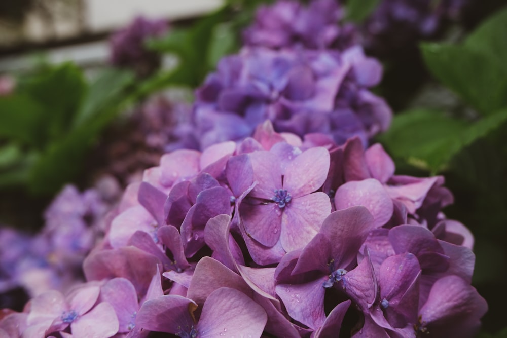 a close up of purple flowers with green leaves