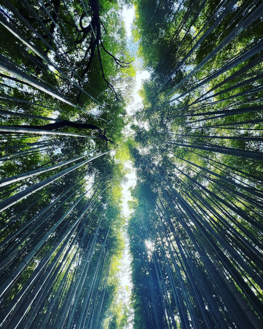 a view looking up into a forest filled with tall trees