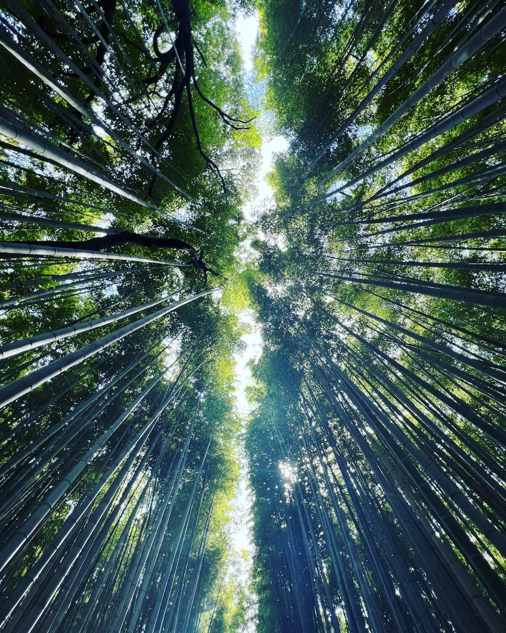 Una vista mirando hacia un bosque lleno de árboles altos