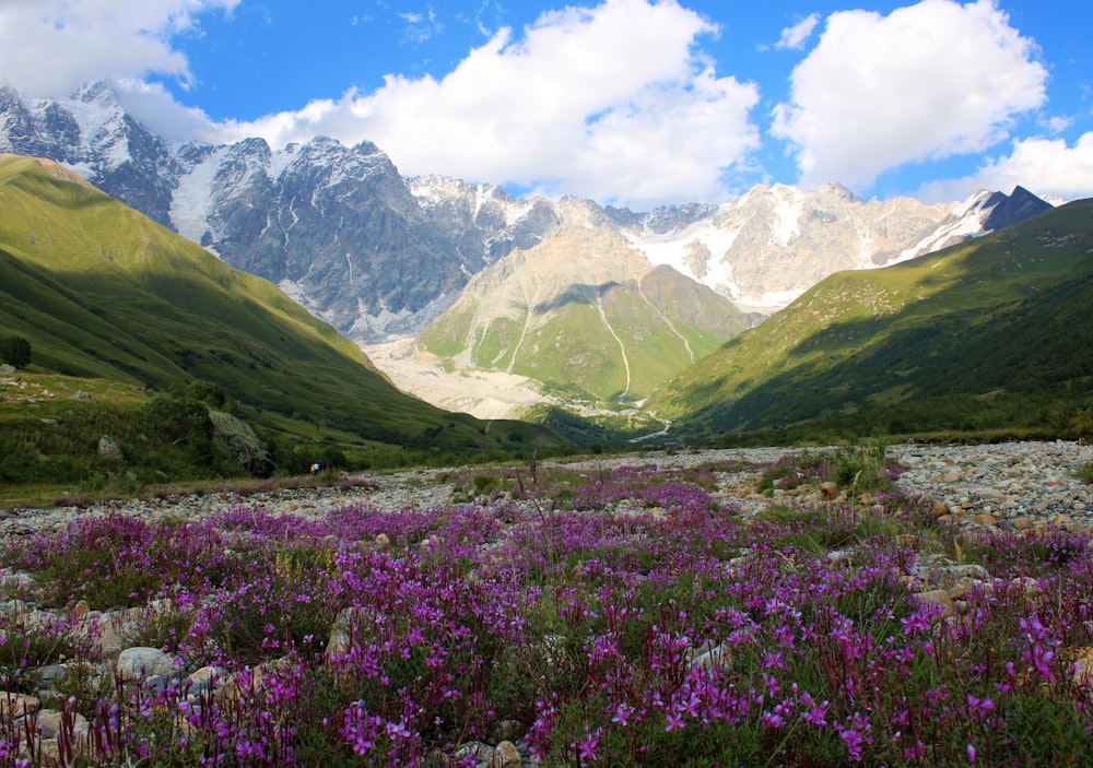a field of purple flowers in front of a mountain range