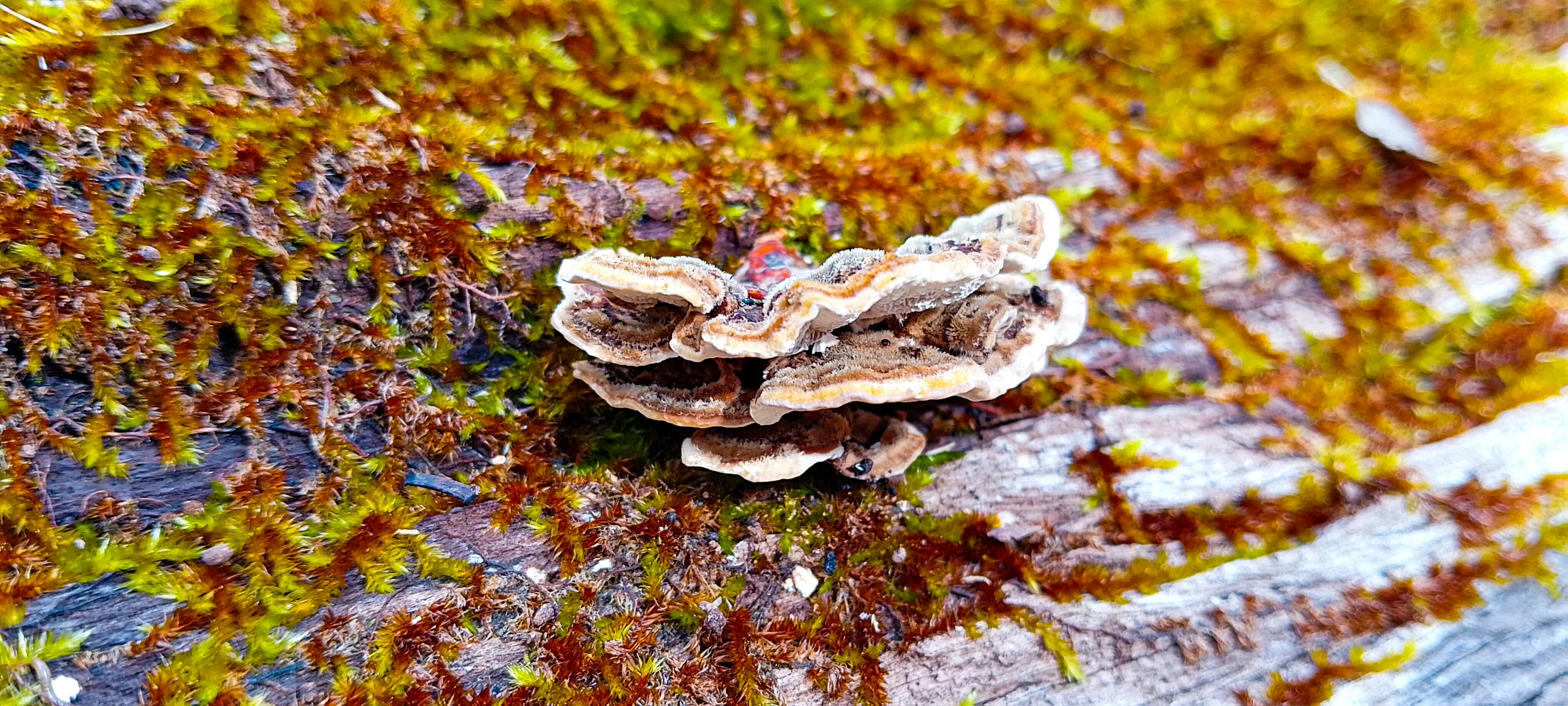 A closeup of a wavy brown mushroom on the side of a fallen log. The log is covered in brown and green moss, and the photo is very vibrant and saturated.