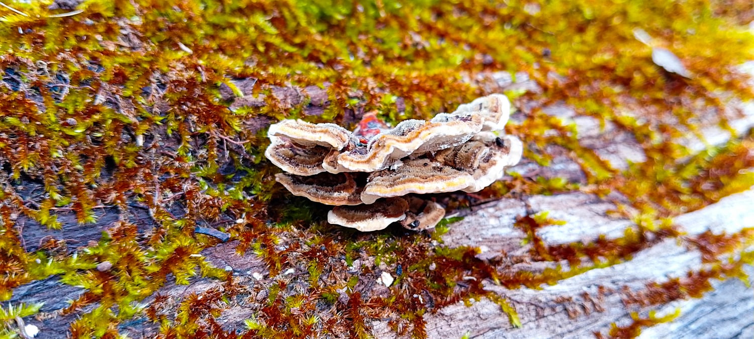 A closeup of a wavy brown mushroom on the side of a fallen log. The log is covered in brown and green moss, and the photo is very vibrant and saturated.