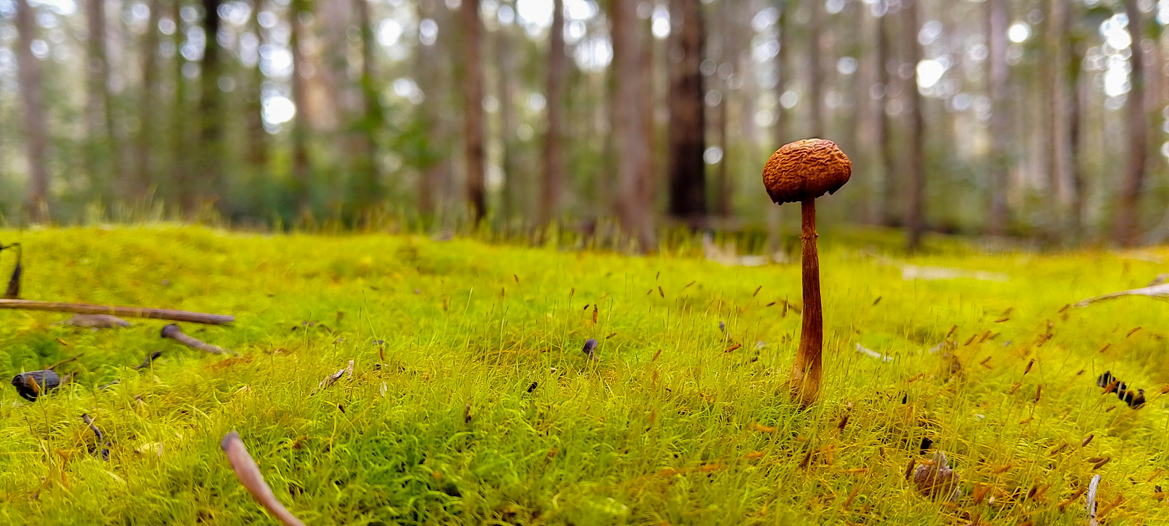 A single mushroom with a textured brown cap and slim stem stands prominently in the center of a vibrant green moss-covered forest floor. The background is a softly blurred view of a forest with tall trees, suggesting a quiet, serene woodland scene.