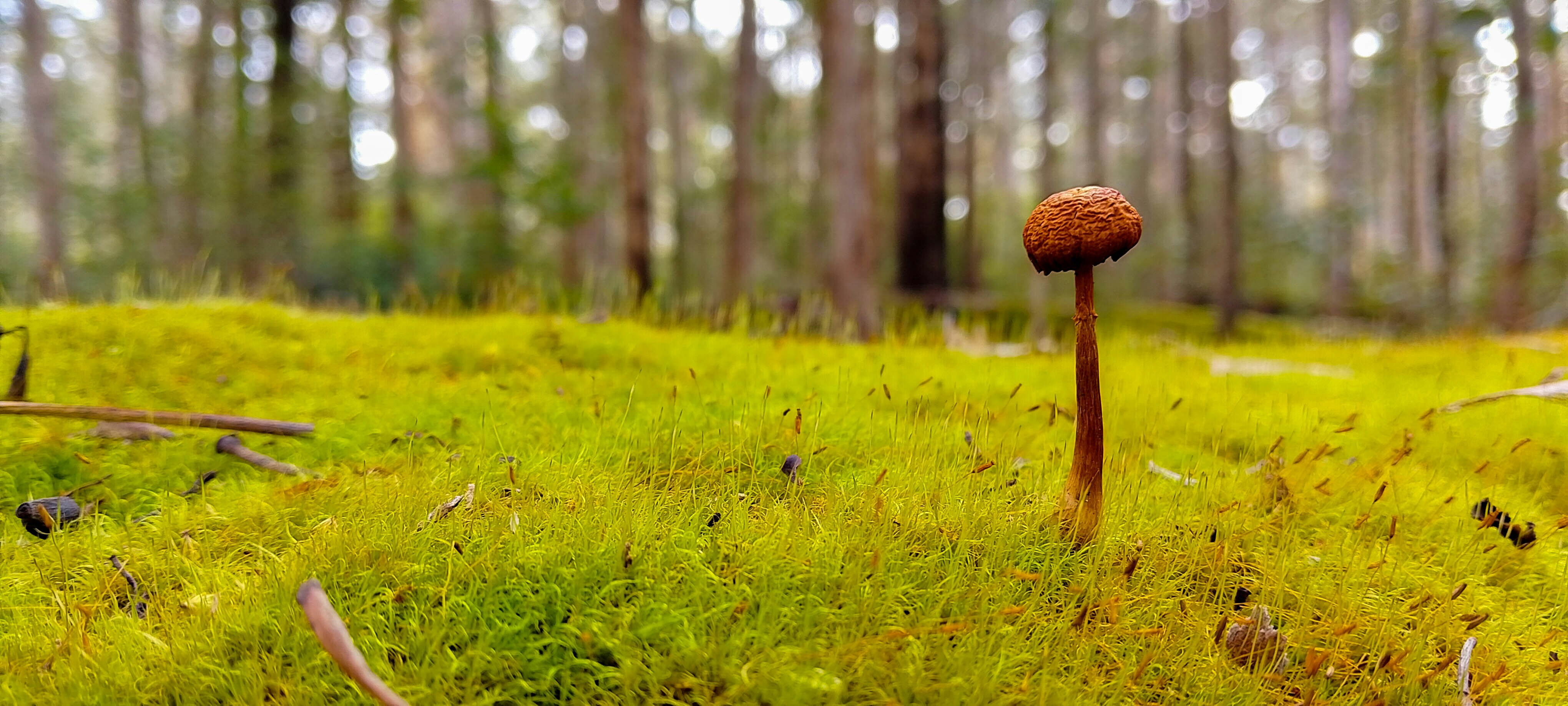 A closeup of a brown mushroom growing ontop of a carpet of moss, which itself is growing on a fallen log. The moss is green, almost fluorescent, and a forest can be seen in the background. The photo is very vibrant and saturated.