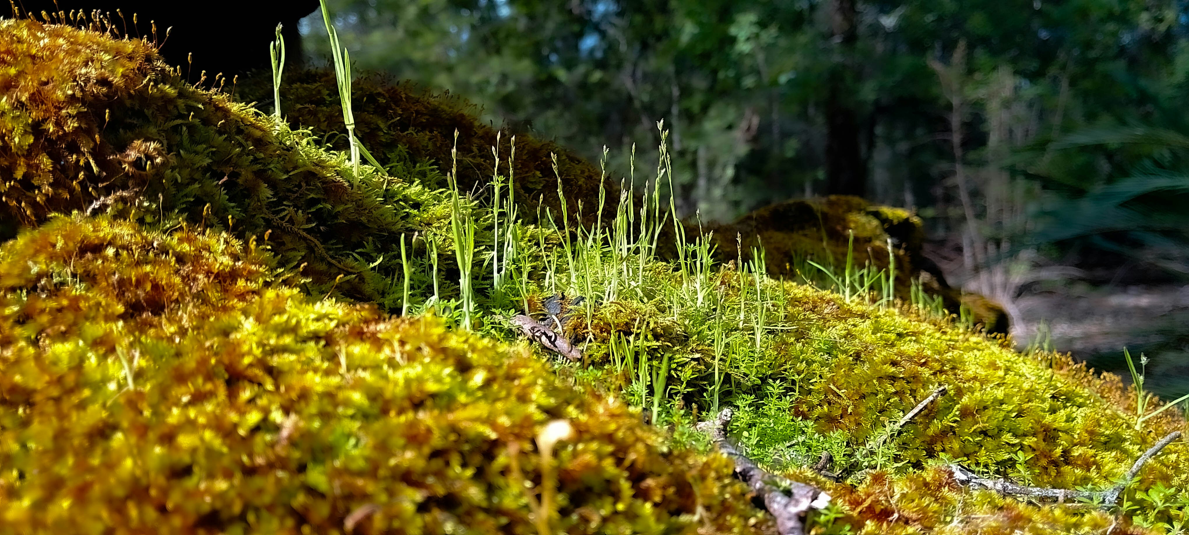 A closeup of small green shoots growing up from a moss-covered log. The moss is brown and green, and the photo is very vibrant and saturated.