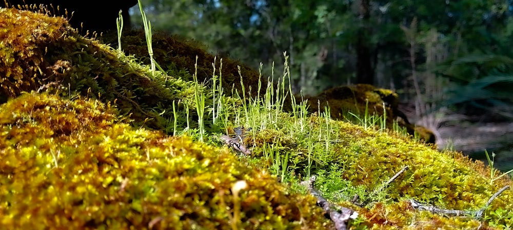 moss growing on the side of a hill