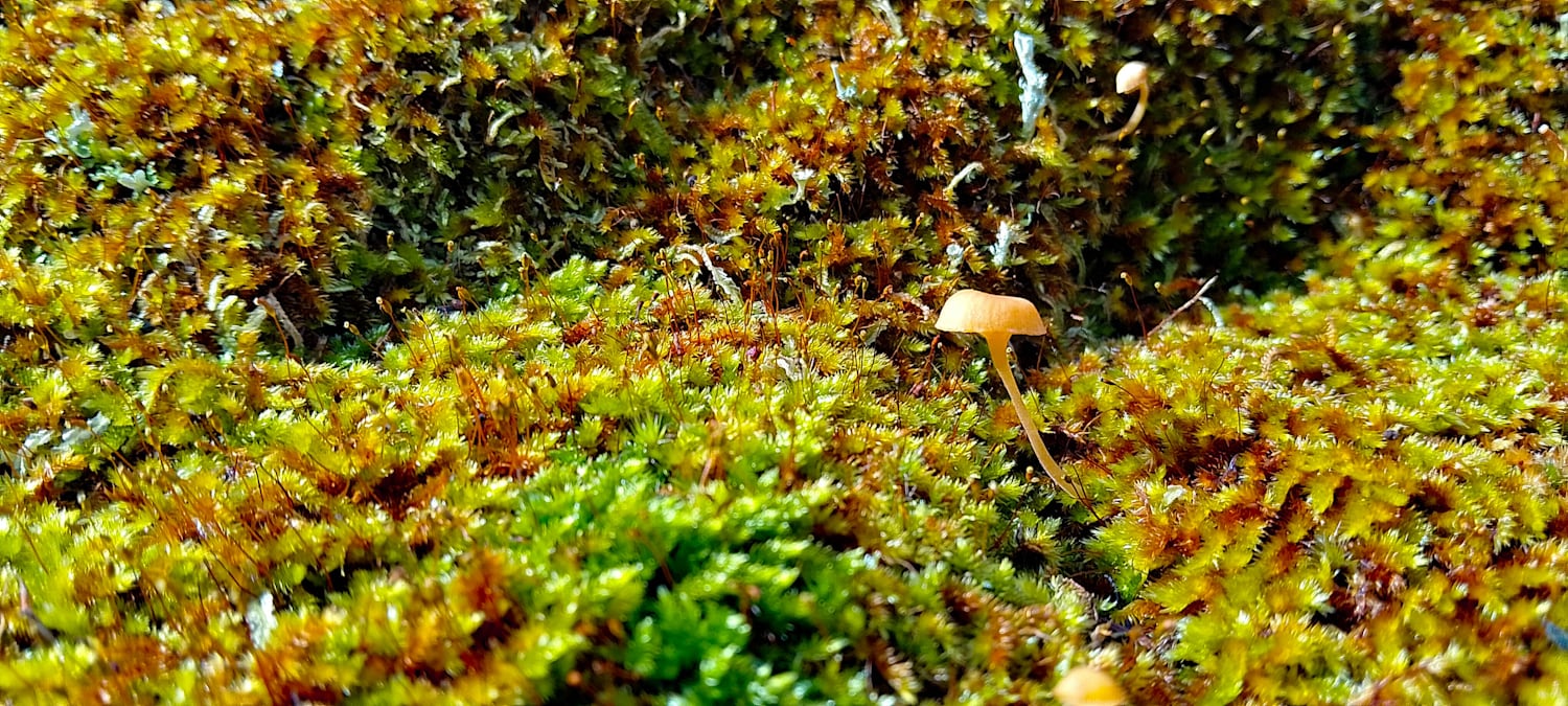 A closeup of a small mushroom growing in a little mossy alcove. The moss is brown and green, and the photo is very vibrant and saturated.