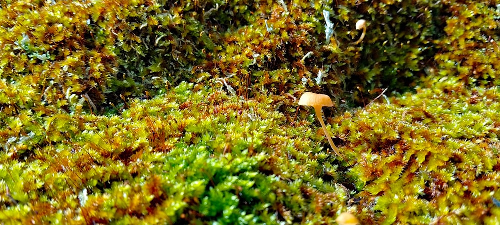 a close up of a small mushroom on a mossy surface
