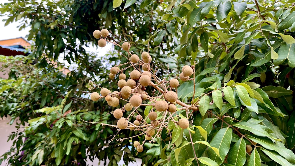 a bunch of fruit hanging from a tree