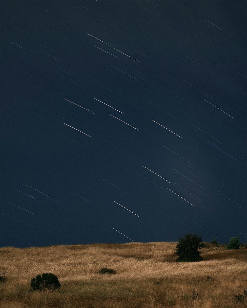 a grassy field with trees and stars in the sky