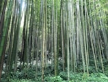 Tall bamboo stalks reach upward, densely packed together with varying shades of green and brown. The forest floor is covered with lush greenery, and light filters through the bamboo leaves, creating a serene atmosphere.