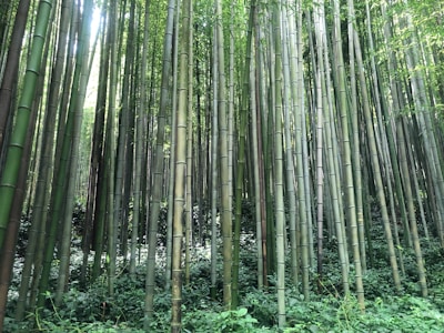 Tall bamboo stalks reach upward, densely packed together with varying shades of green and brown. The forest floor is covered with lush greenery, and light filters through the bamboo leaves, creating a serene atmosphere.