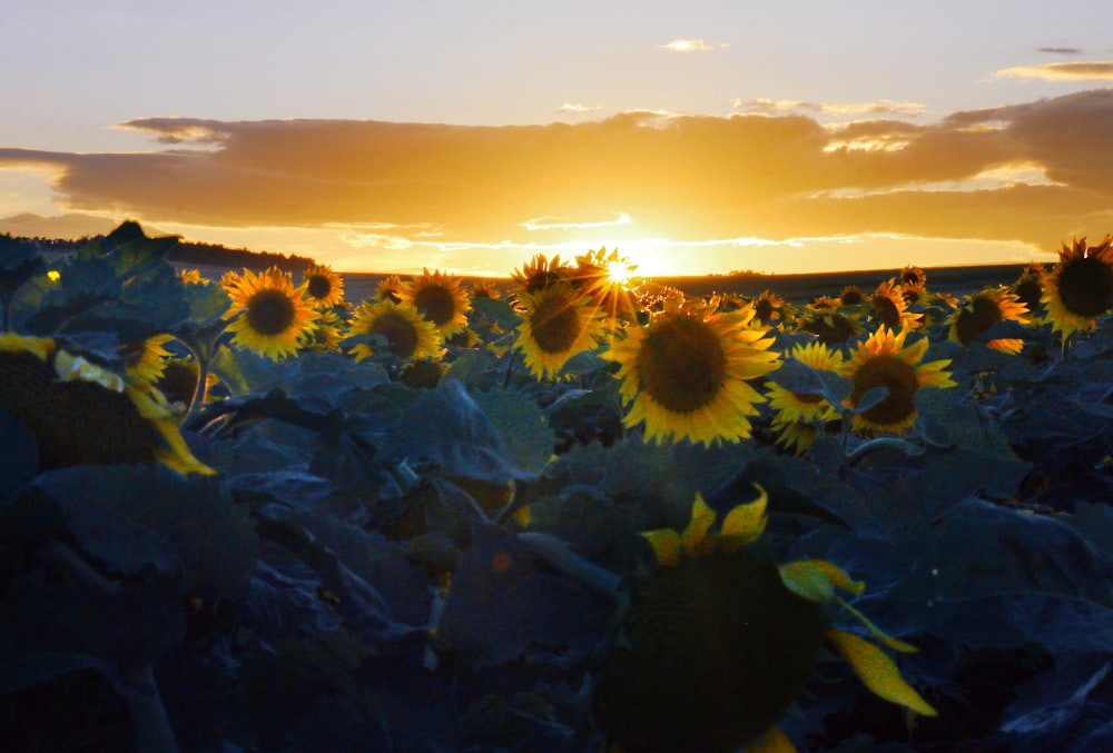 a field of sunflowers with the sun setting in the background