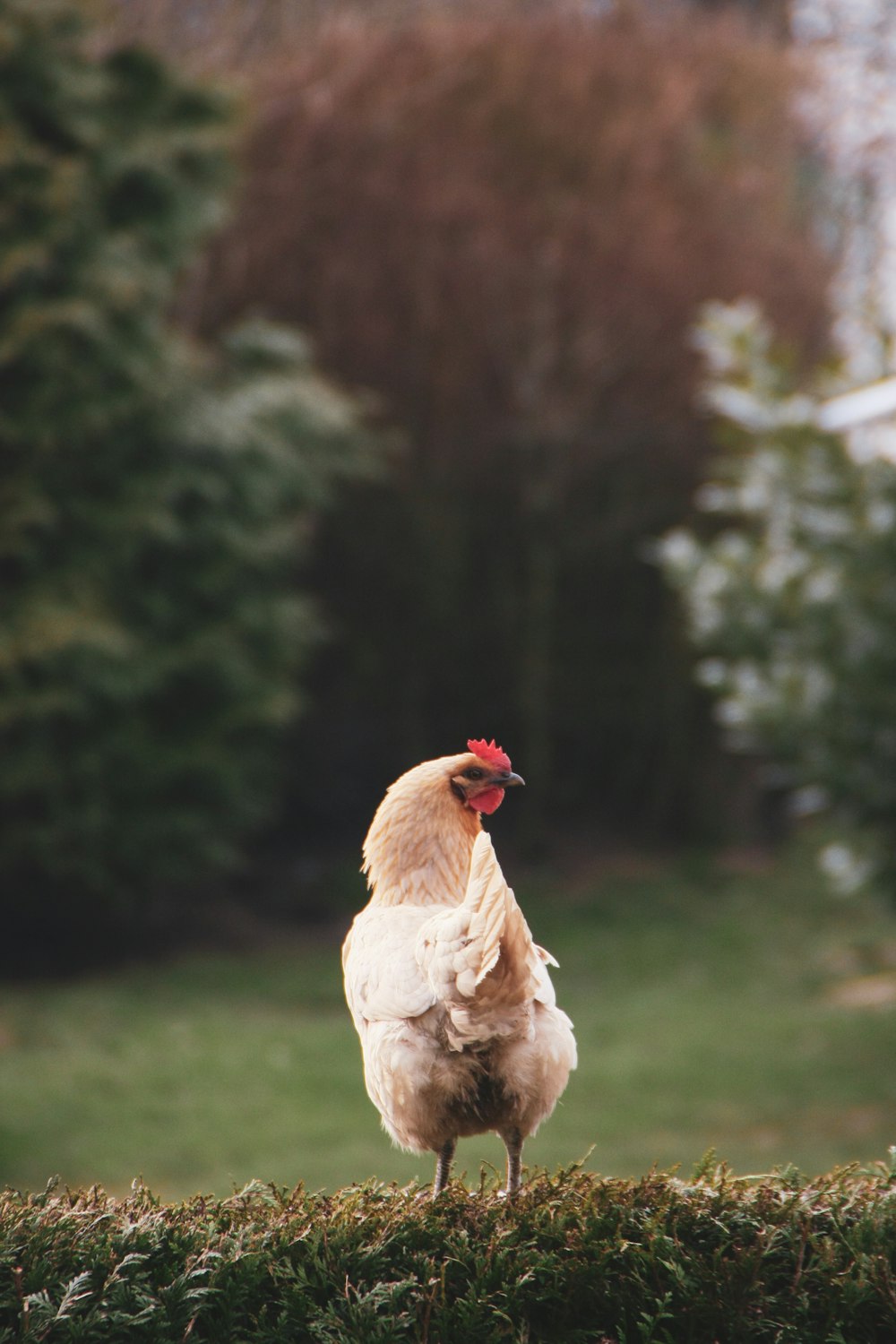 a chicken standing on top of a lush green field