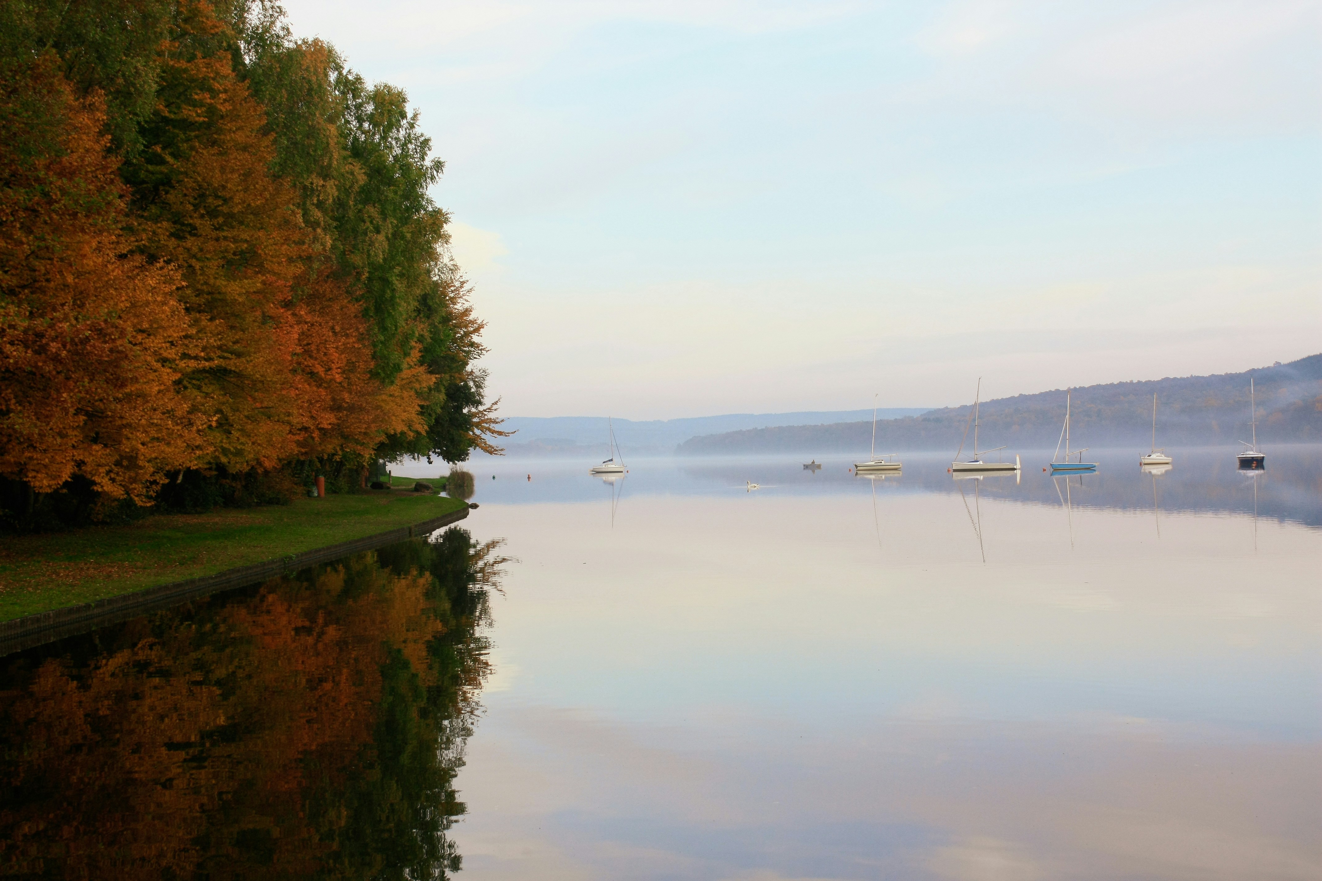 a body of water surrounded by a forest
