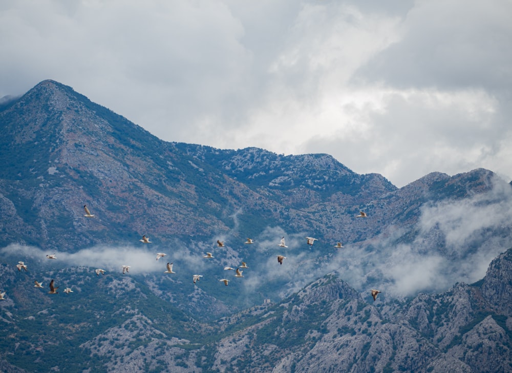 a flock of birds flying over a mountain range