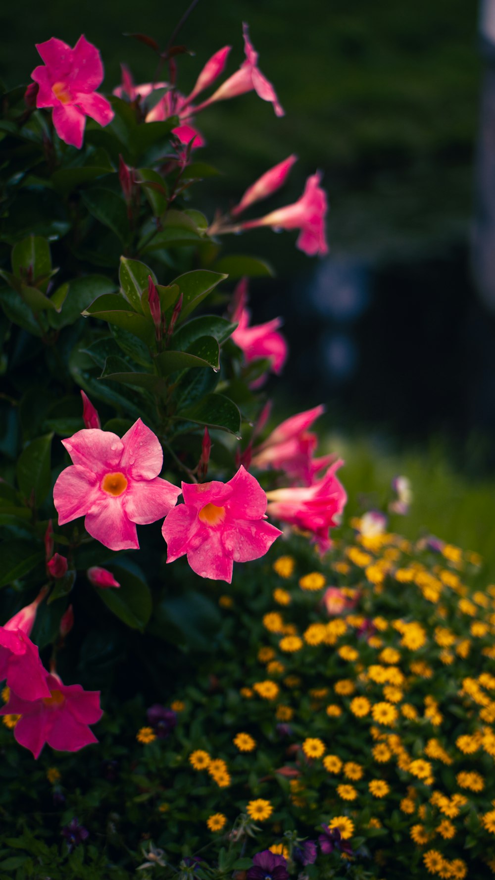 a bunch of flowers that are in the grass