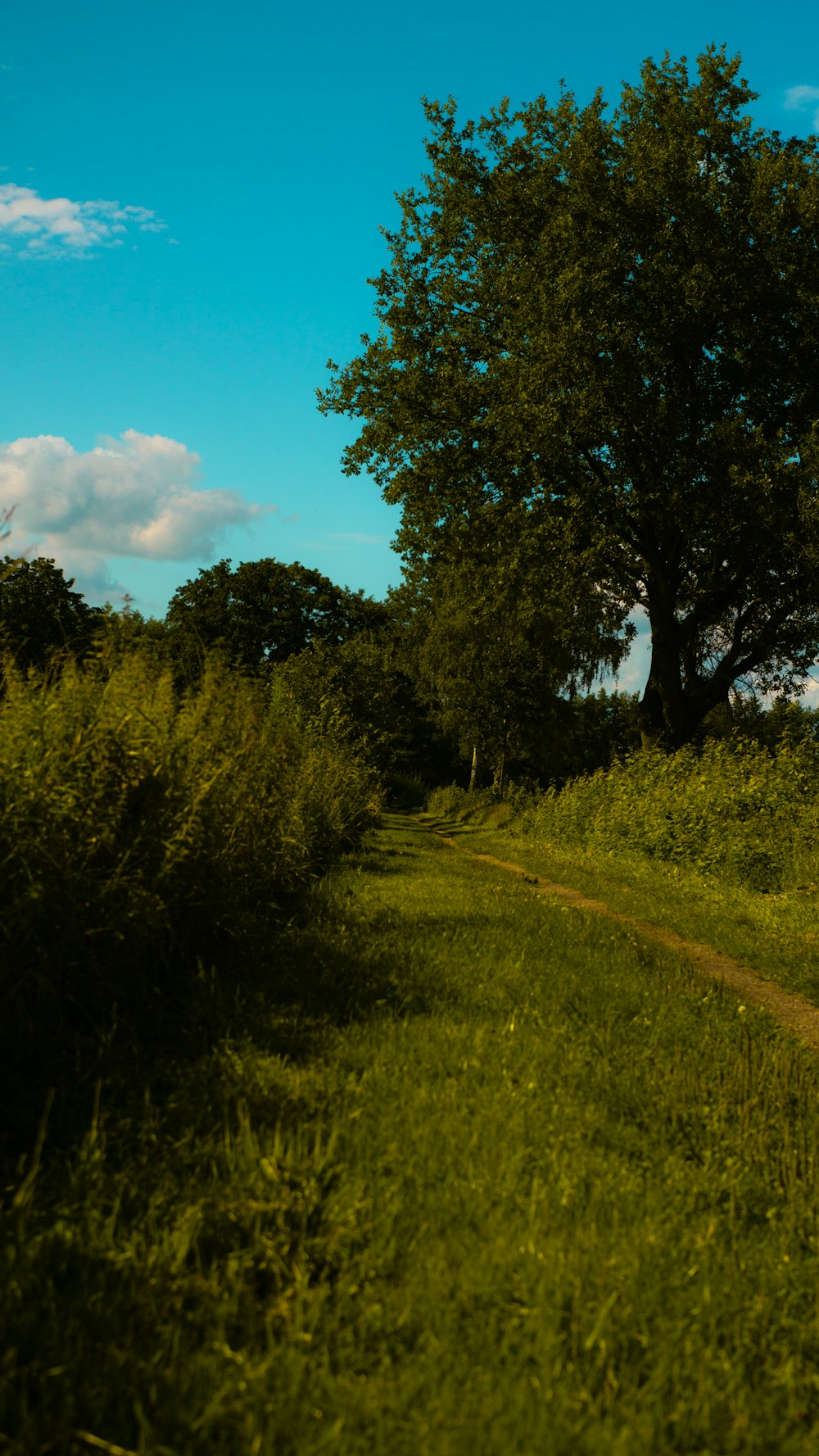 a dirt road in the middle of a lush green field