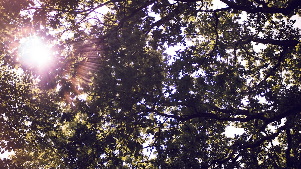 the sun shines through the leaves of a tree