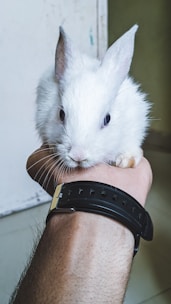 Close-up of a fluffy rabbit being gently held by a young fair participant.