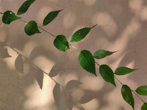 Sage Serenity