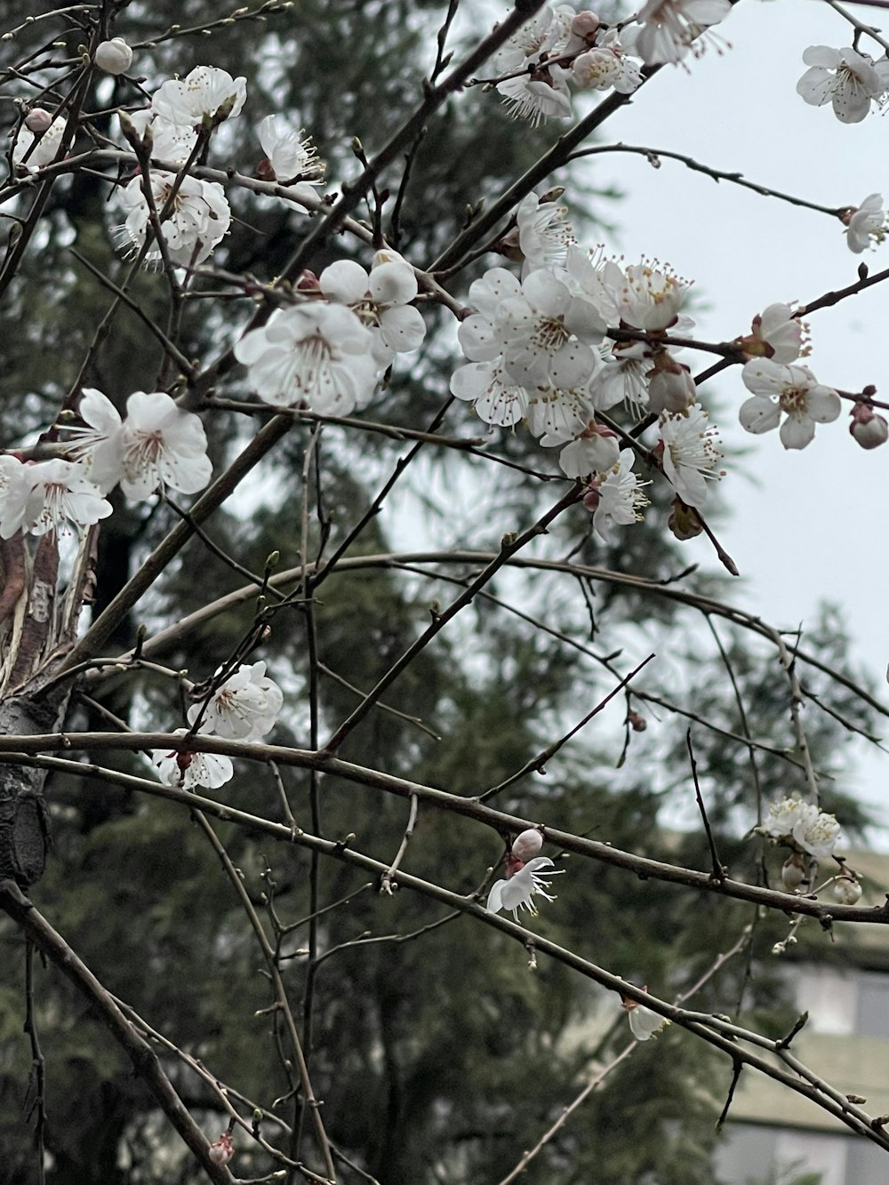 a bird sitting on a branch of a tree