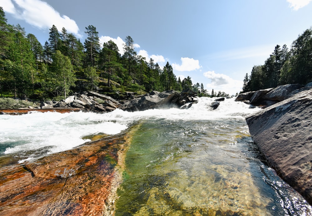 a river running through a forest filled with trees