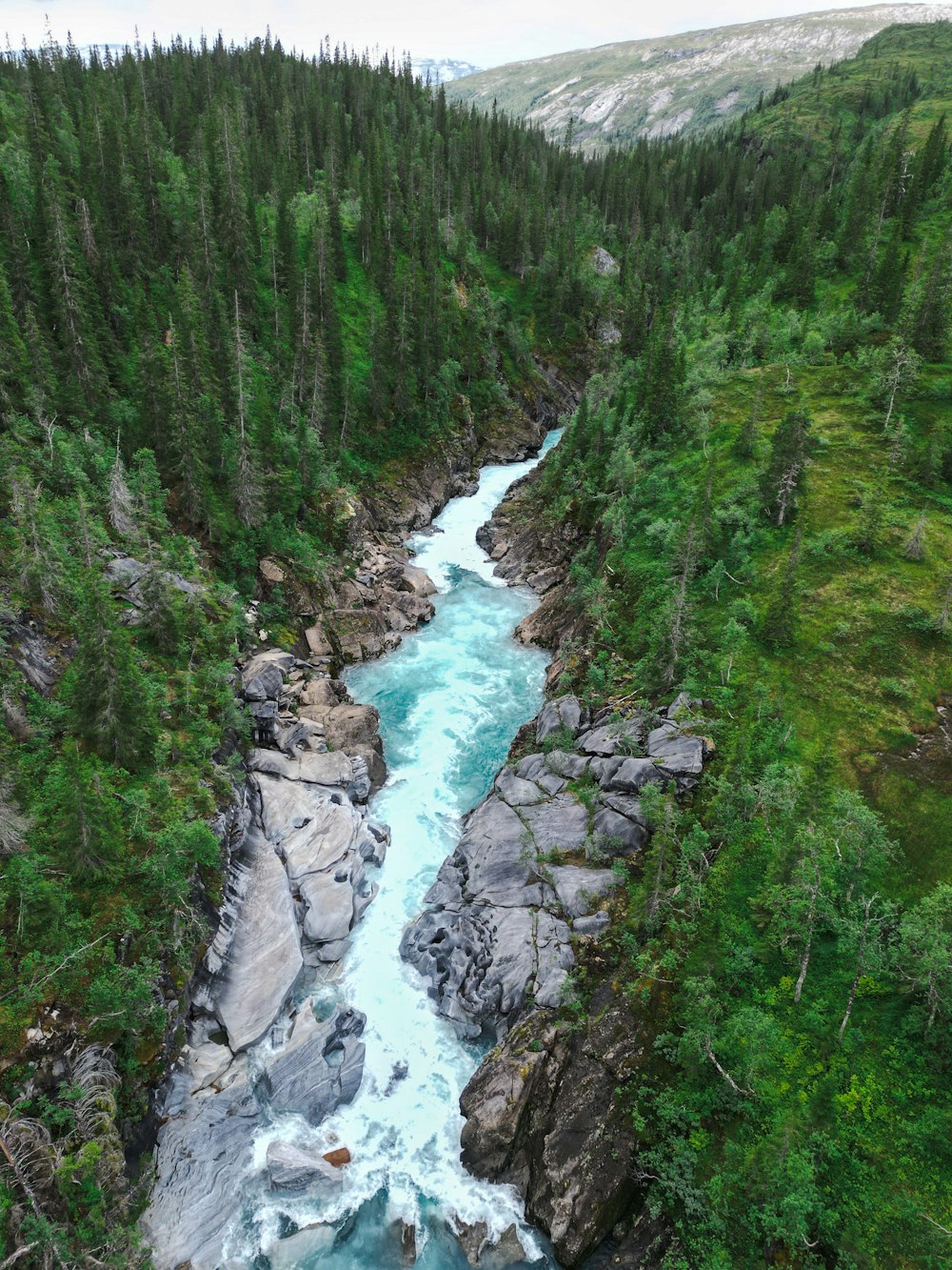 a river running through a lush green forest