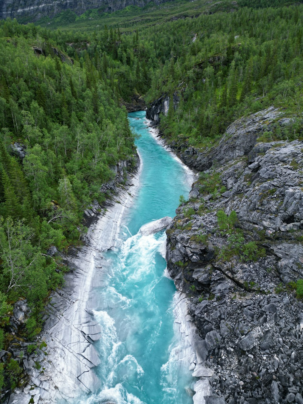 a river running through a lush green forest