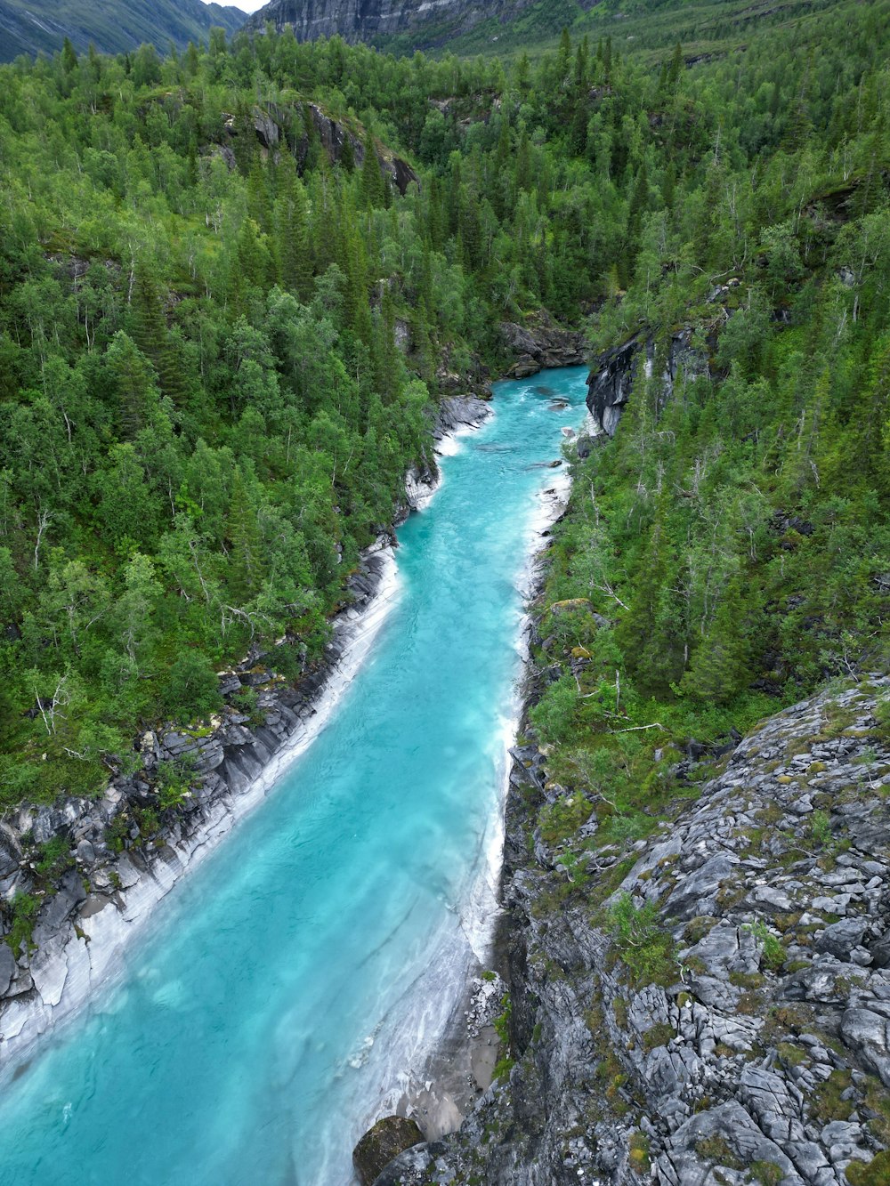 a river running through a lush green forest