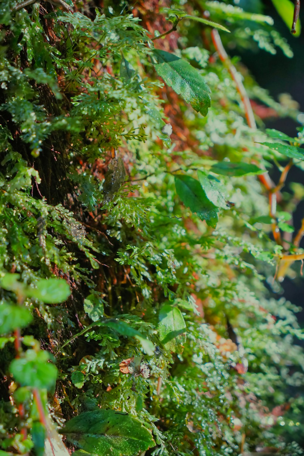 a close up of a tree with lots of green leaves