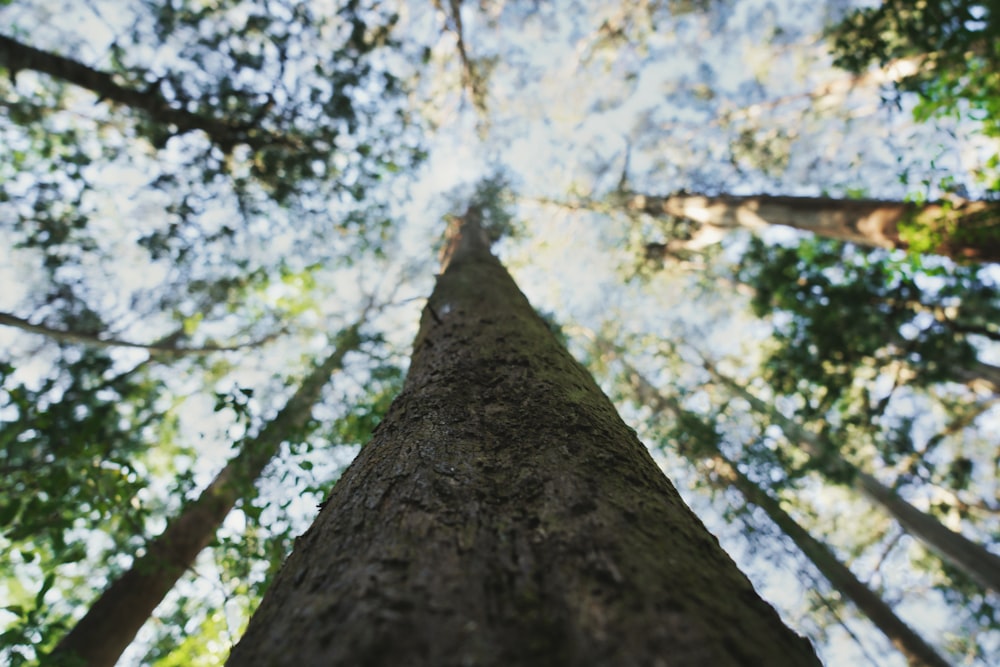 looking up at a tall tree in a forest