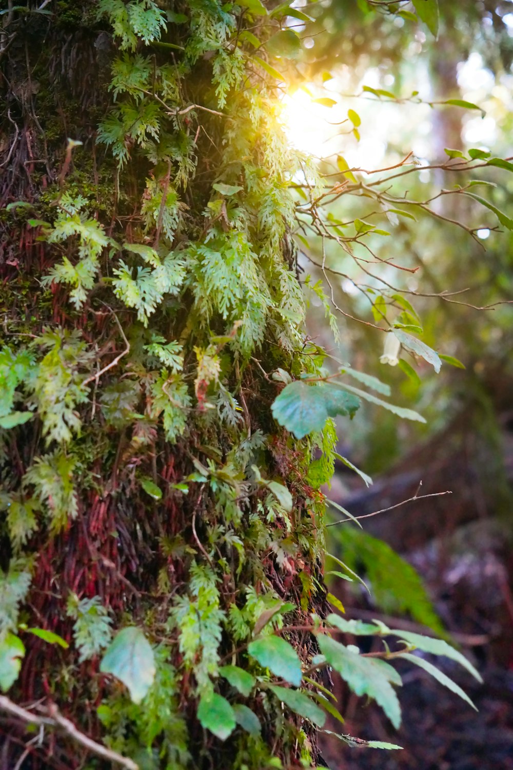 a mossy tree in a forest with sunlight coming through the leaves