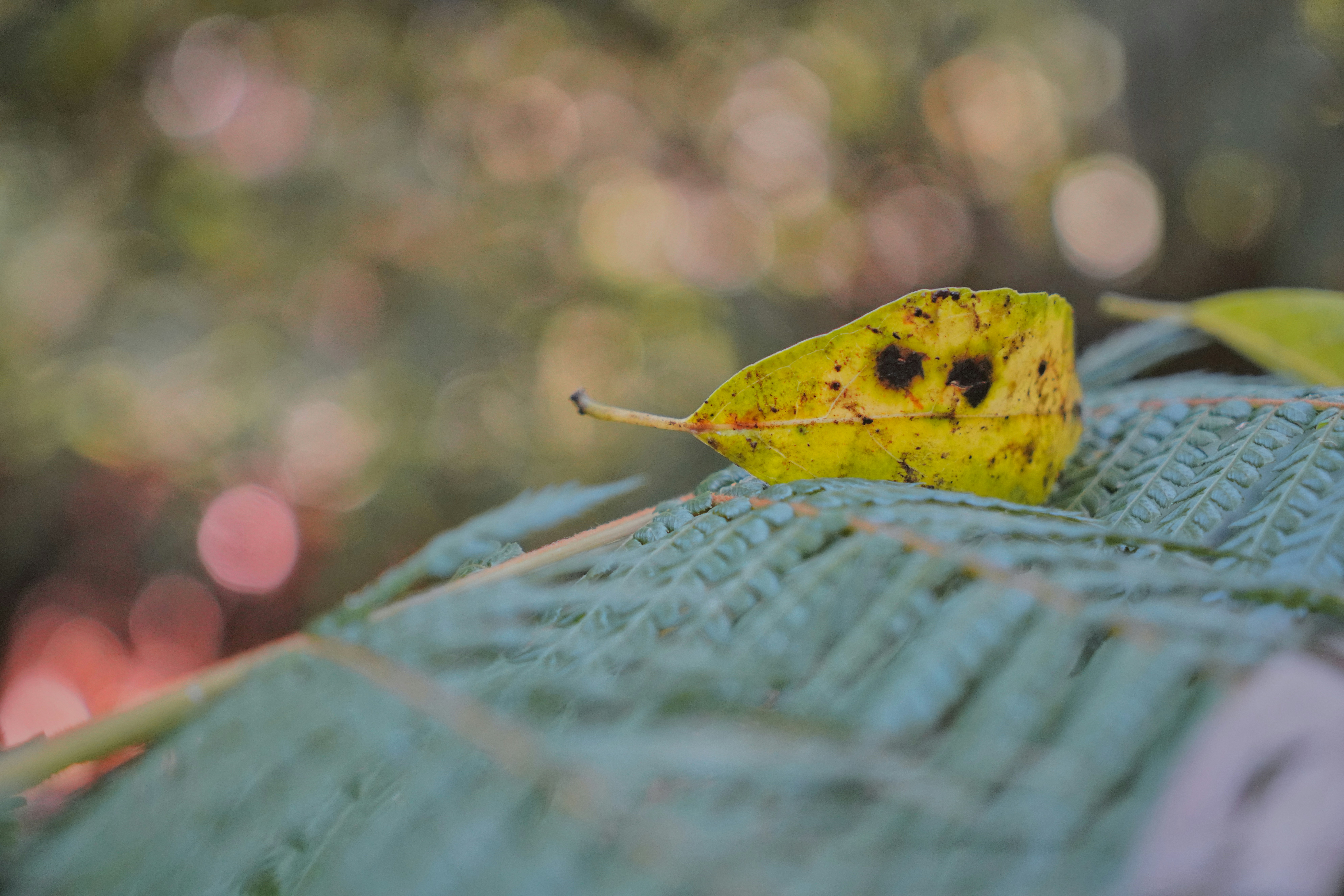 a yellow leaf with black spots on it