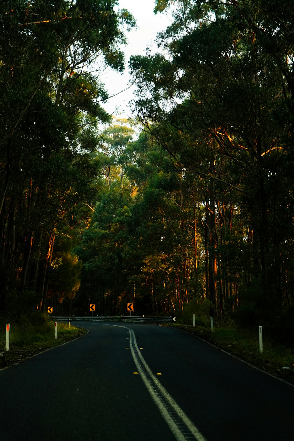 an empty road in the middle of a forest