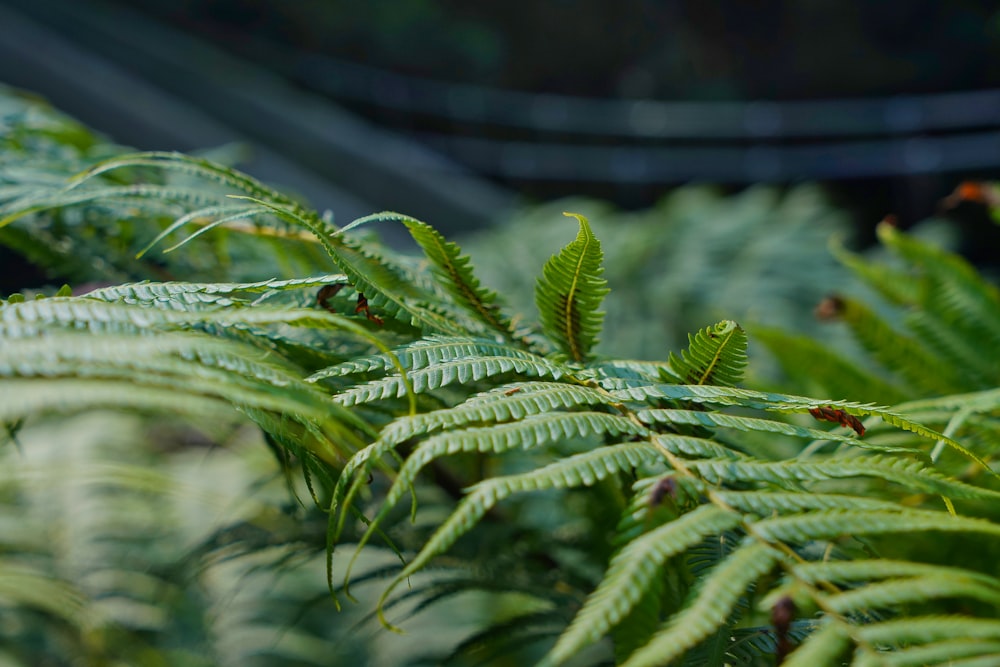 a close up of a green plant with lots of leaves