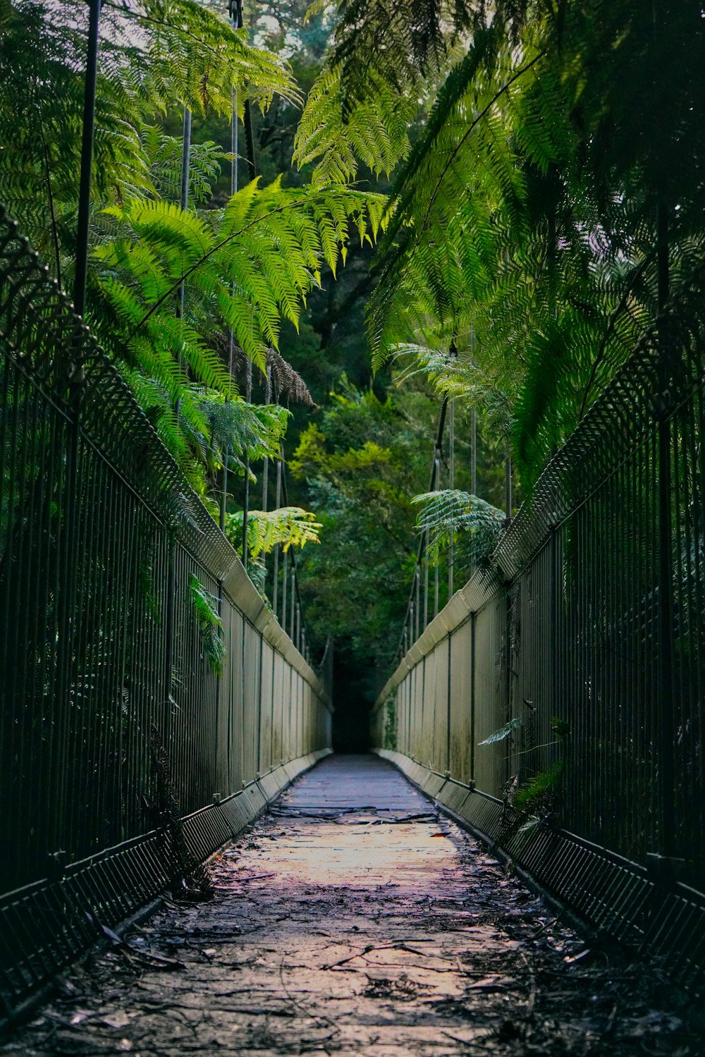 a walkway in the middle of a lush green forest