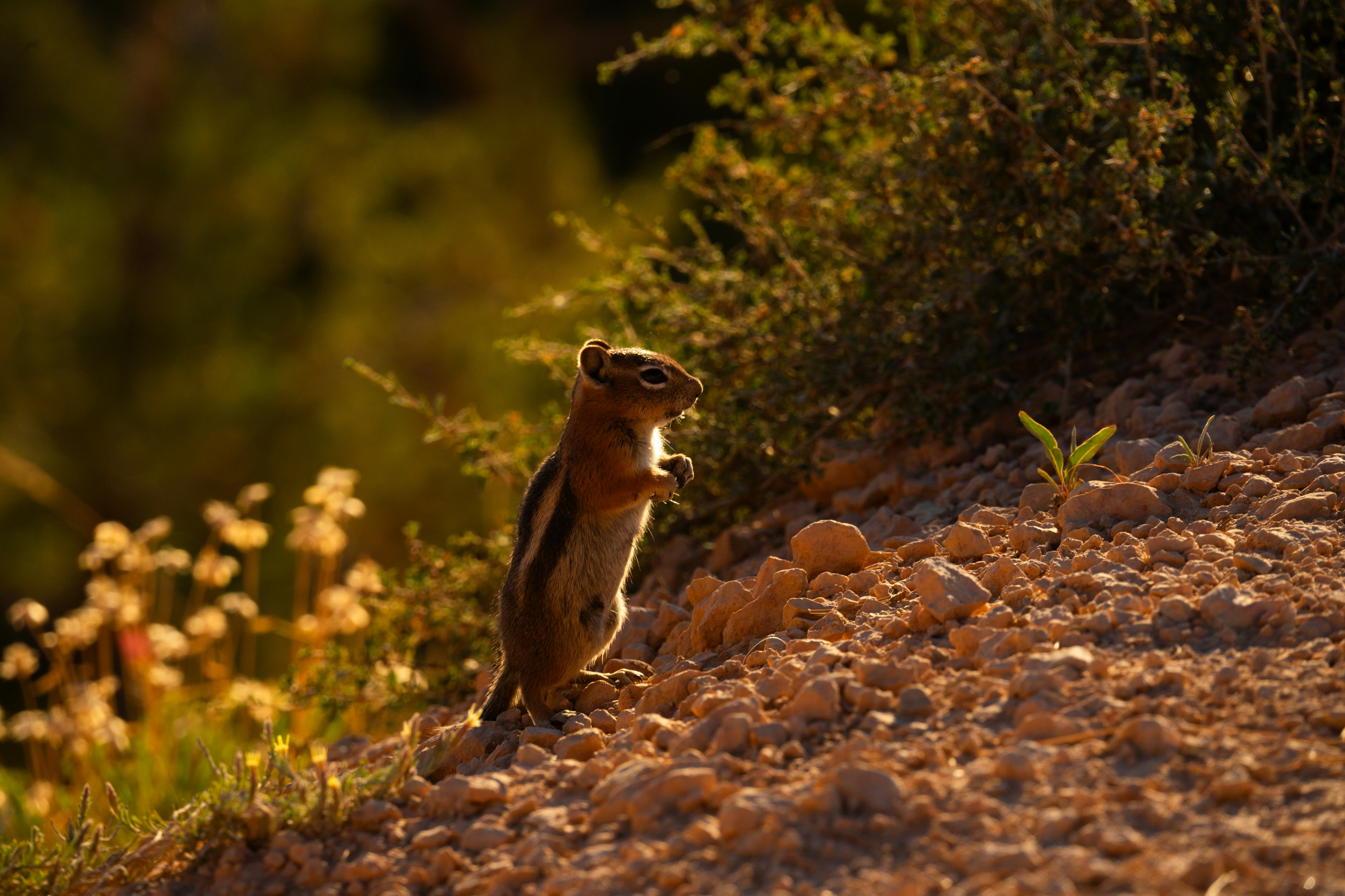 a small rodent standing on its hind legs on the side of a road